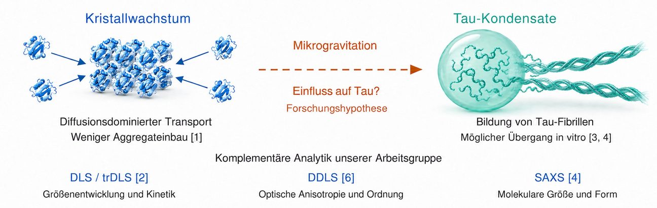 Schema zu Gemeinsamkeiten molekularer Prozesse bei der Proteinkristallisation und der funktionellen Phasenseparation. 